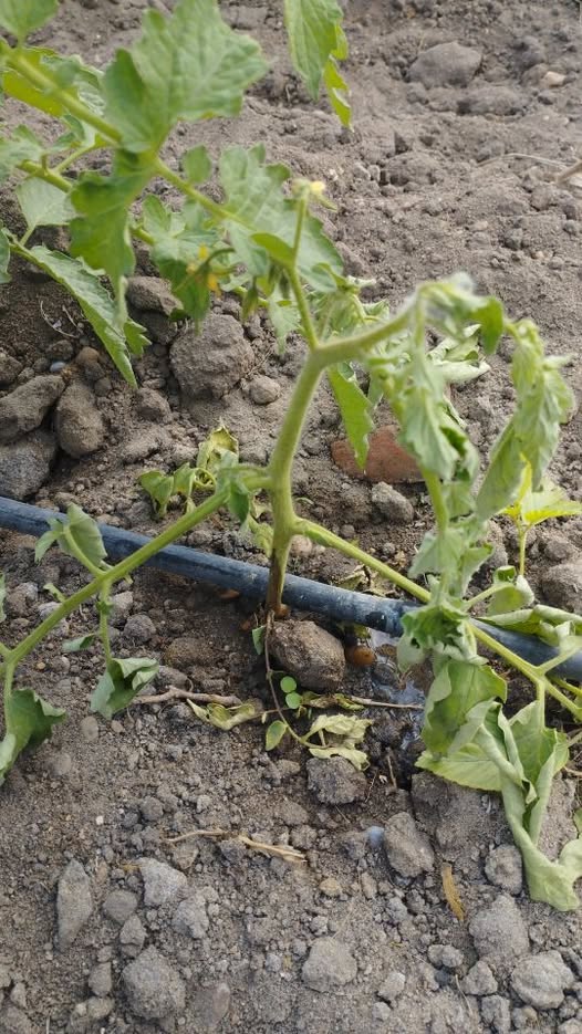 عايز علاج لهذه المشكله تلون ساق الطماطم باللون البني وموت النبات